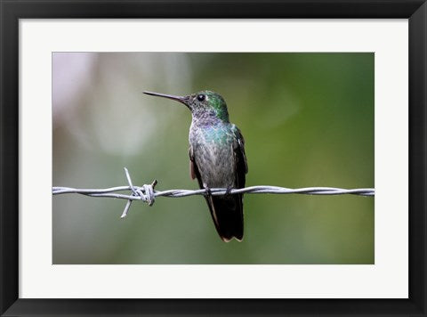 Blue-Chested Hummingbird