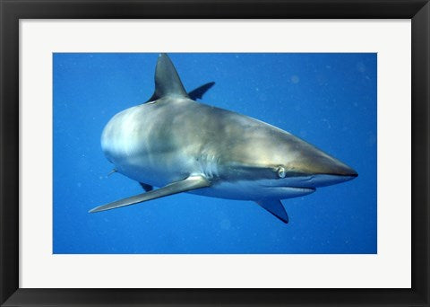 Carcharhinus Falciformis off Cuba