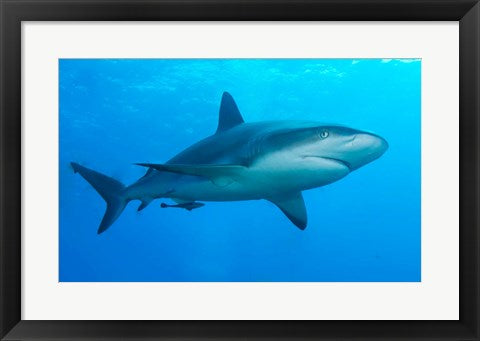 Carribbean Reef Shark