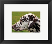 Dalmatian Profile