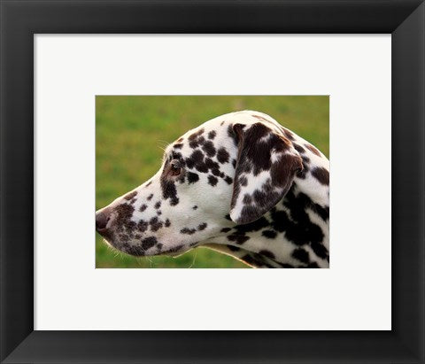 Dalmatian Profile