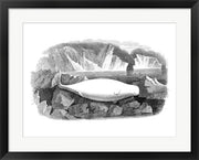 Delphinapterus Leucas