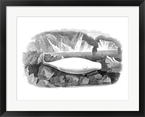 Delphinapterus Leucas