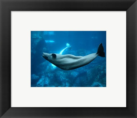 Beluga