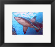 Grey Nurse Shark at Fish Rock Cave