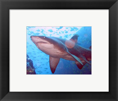 Grey Nurse Shark at Fish Rock Cave