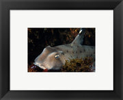 Heterodontus Francisci