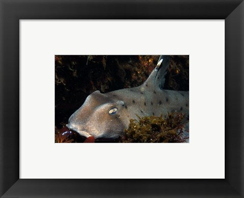 Heterodontus Francisci