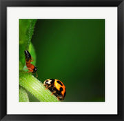 Ladybug and Friend