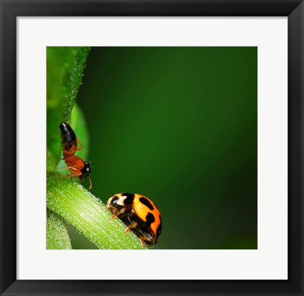 Ladybug and Friend