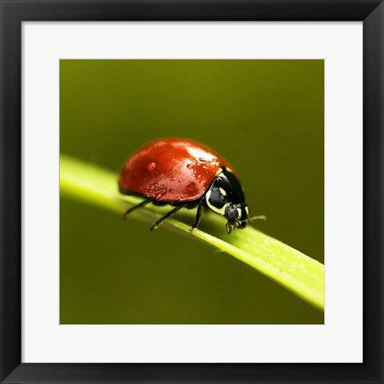 Ladybug On Blade Of Grass