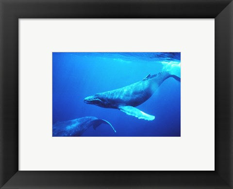 Humpback whales in the singing position