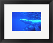 Humpback whale mother and calf