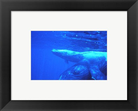 Humpback whale mother and calf