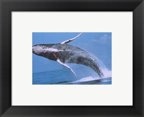 Humpback whale breaching
