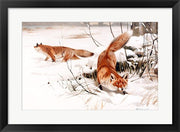 Common Foxes in the Snow