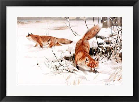 Common Foxes in the Snow