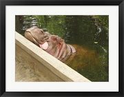 Hipopotam - Warszawskie Zoo