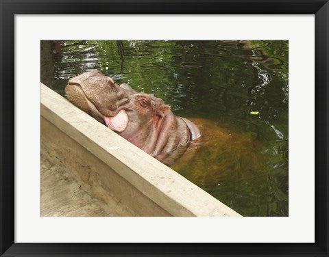 Hipopotam - Warszawskie Zoo