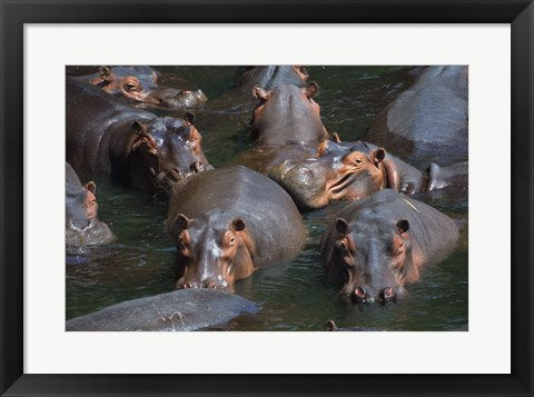 Hippo Pod