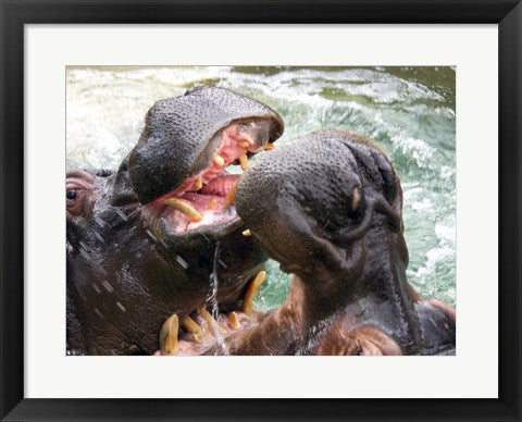 Hippopotamus at Barcelona Zoo