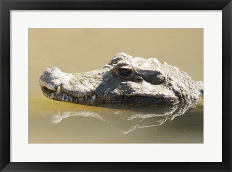 Caiman Displaying Fourth Tooth