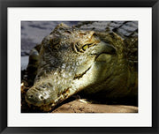 Crocodile