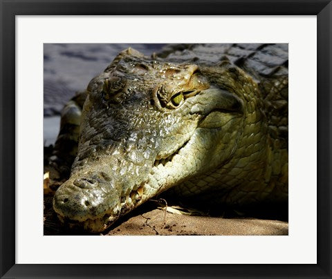 Crocodile