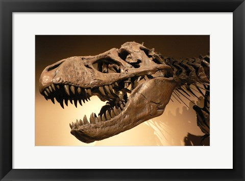 Palais de la Decouverte Tyrannosaurus Rex