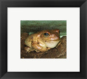 Cuban Tree Frog