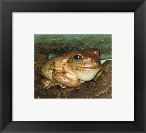 Cuban Tree Frog