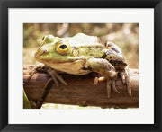 Frog on Bough