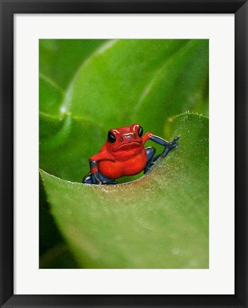 Poster Frog