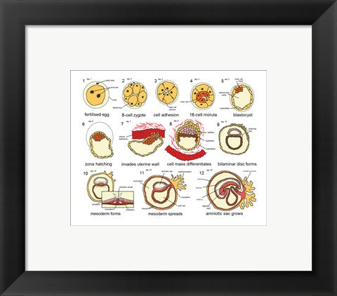 Human Embryogenesis