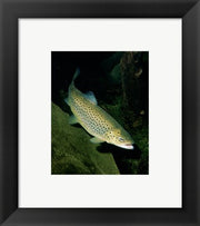 Brown Trout Underwater