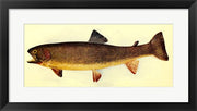 Yellowstone cutthroat trout