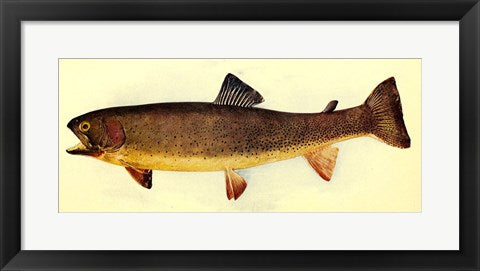 Yellowstone cutthroat trout