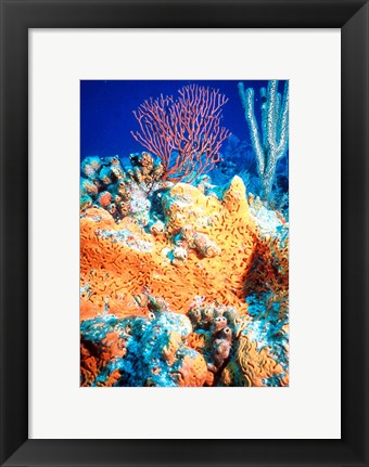 Elephant-ear-sponge and sea fan