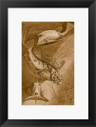 Cow trunk fish, orange sea raven, common trunk fish