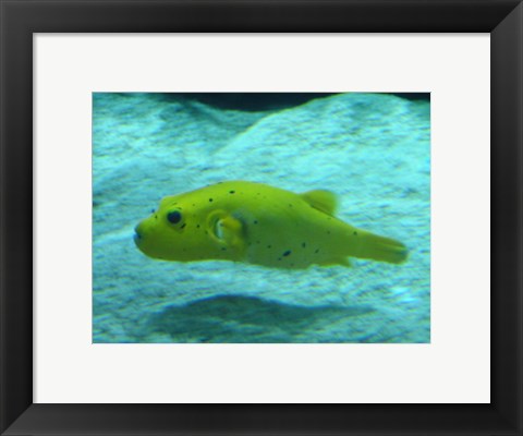 Puffer Fish
