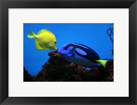 Yellow Tang and Blue Tang