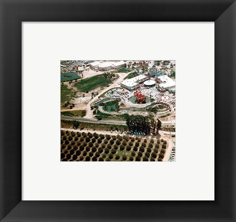 Disneyland and Orange Groves, 1955