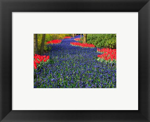Blue Dutch Tulip Flowerbed