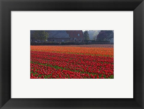 Dutch Red Tulip Field