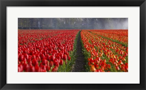 Dutch Tulip Field