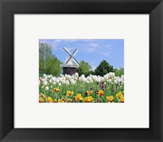 Dutch Tulip Field And Windmill