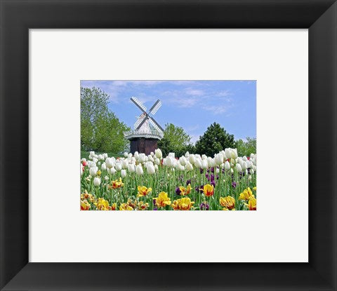 Dutch Tulip Field And Windmill