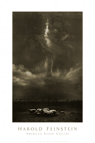 Sheep Under Clouds, 1958 by Harold Feinstein - Serene Black & White Photography Art Print | 26x17 " Wall Décor