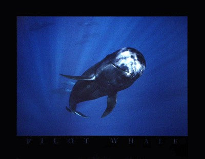 Pilot Whale Art Print by Bob Talbot - Majestic Ocean Wall Decor 24x Inches