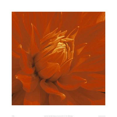 Dahlia by Edward Seiry - Floral Wall Art Print 19.7 | Botanical Decor